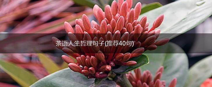 茶语人生哲理句子(推荐40句),第1张