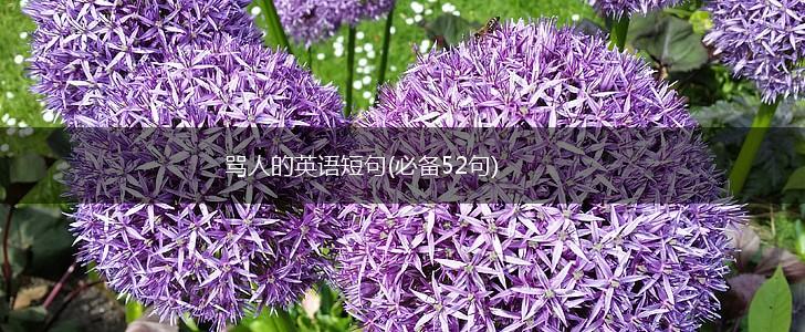 骂人的英语短句(必备52句),第1张
