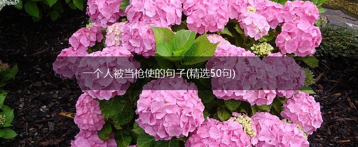 一个人被当枪使的句子(精选50句),第1张