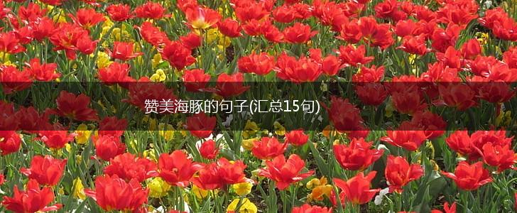 赞美海豚的句子(汇总15句),第1张