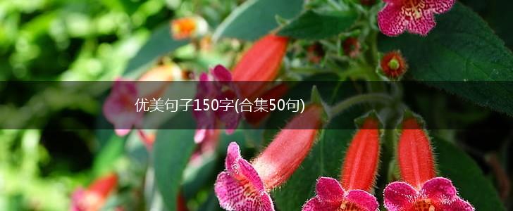 优美句子150字(合集50句),第1张