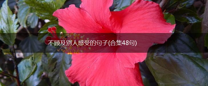 不顾及别人感受的句子(合集48句)