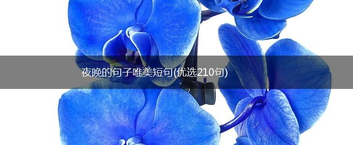 夜晚的句子唯美短句(优选210句),第1张