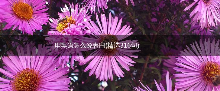 用英语怎么说表白(精选316句),第1张