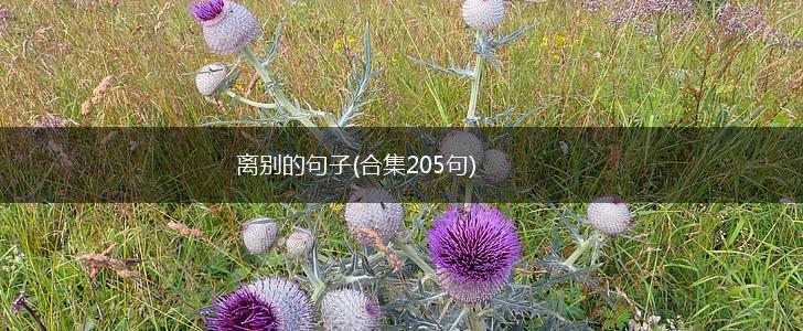 离别的句子(合集205句),第1张