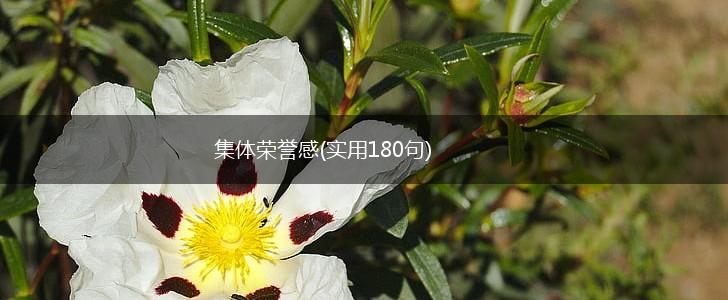 集体荣誉感(实用180句),第1张