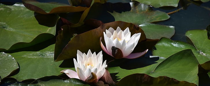 赞美风景的句子(180句),第2张