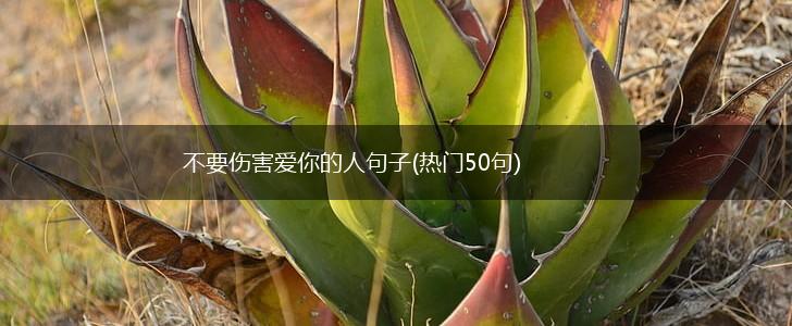 不要伤害爱你的人句子(热门50句),第1张