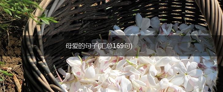 母爱的句子(汇总169句),第1张