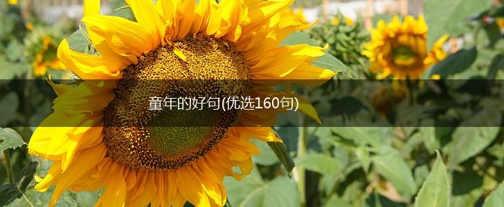 童年的好句(优选160句),第1张