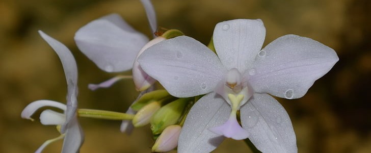 描写樱花的句子(通用134句),第2张
