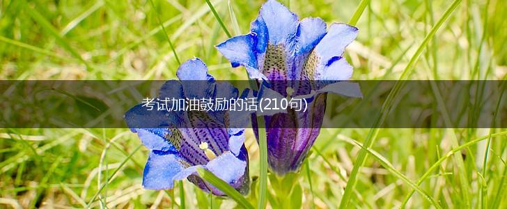 考试加油鼓励的话(210句),第1张
