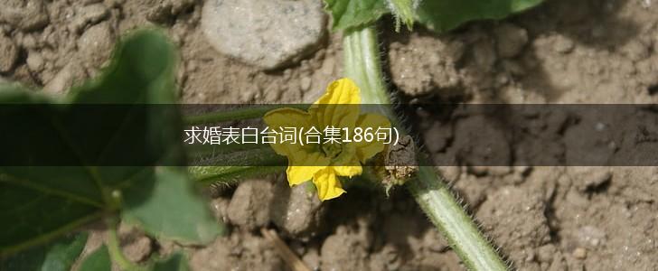 求婚表白台词(合集186句),第1张