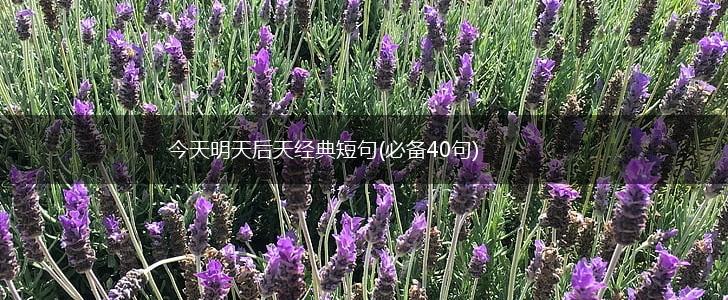 今天明天后天经典短句(必备40句),第1张