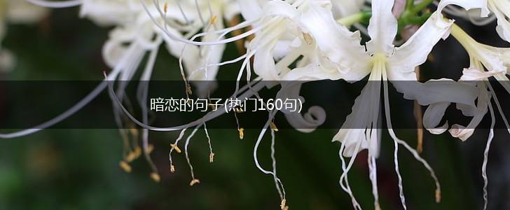 暗恋的句子(热门160句),第1张