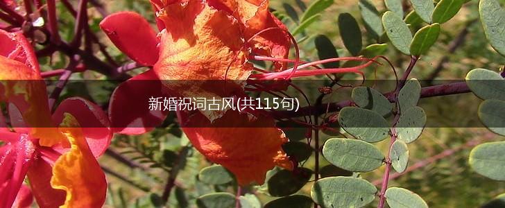 新婚祝词古风(共115句),第1张