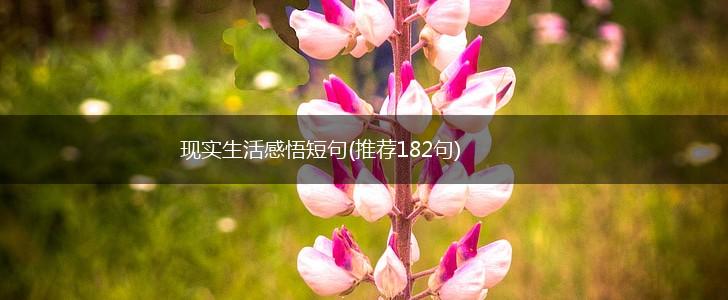 现实生活感悟短句(推荐182句),第1张