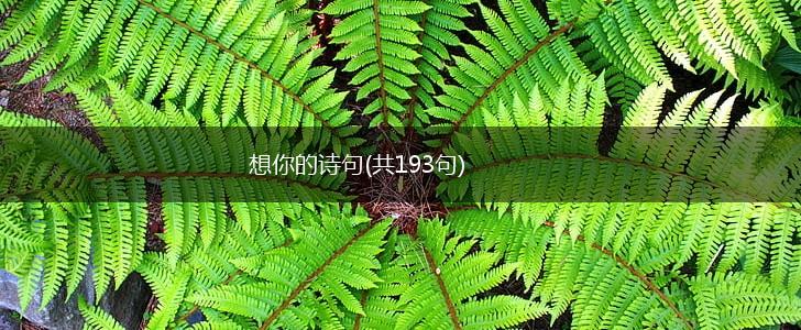 想你的诗句(共193句),第1张