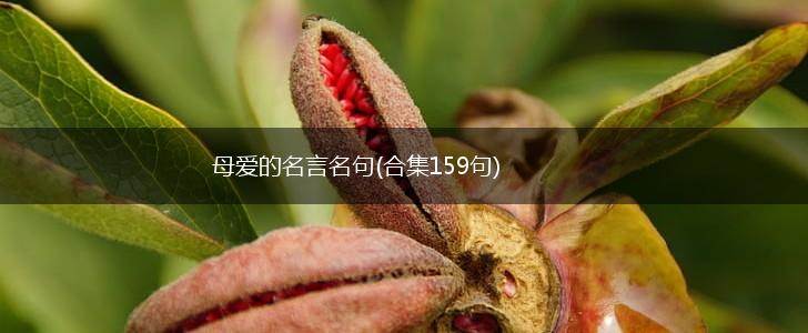 母爱的名言名句(合集159句),第1张