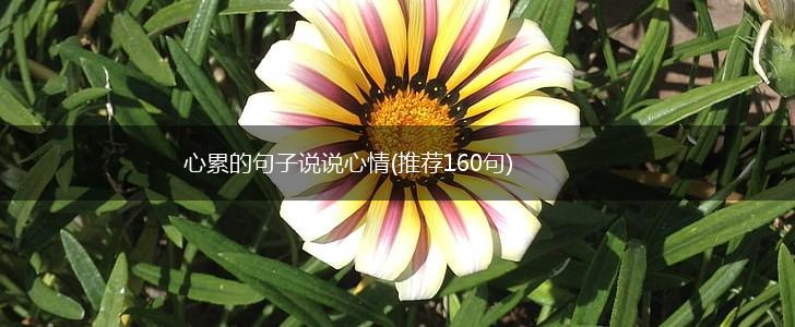 心累的句子说说心情(推荐160句),第1张