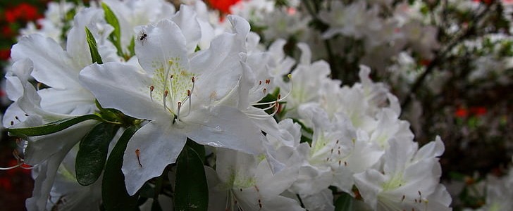 求婚表白台词(合集186句),第3张