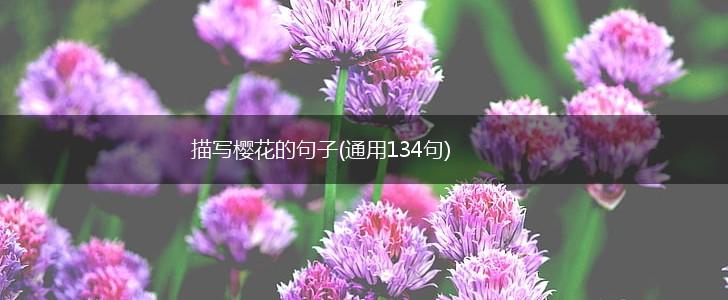 描写樱花的句子(通用134句),第1张