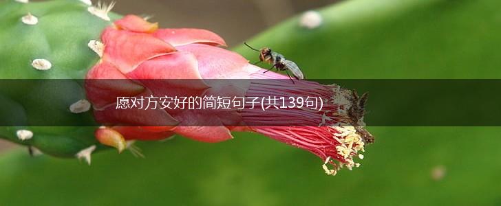愿对方安好的简短句子(共139句),第1张