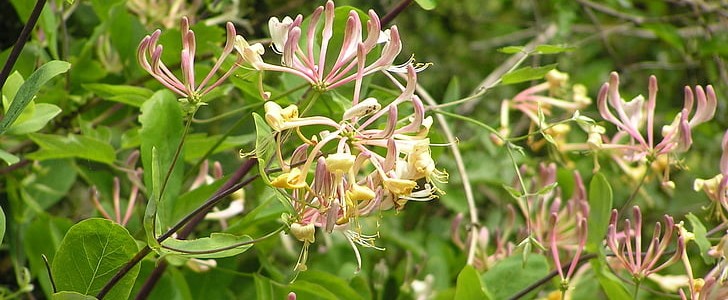 赞美风景的句子(180句),第3张