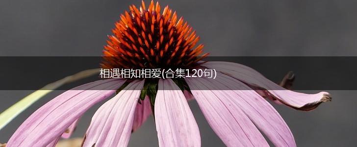 相遇相知相爱(合集120句),第1张