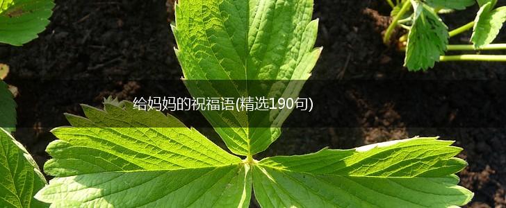 给妈妈的祝福语(精选190句),第1张