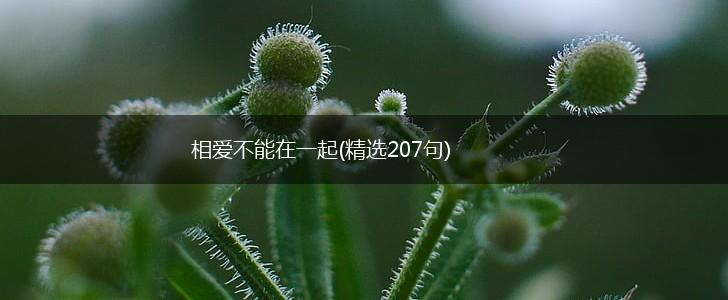 相爱不能在一起(精选207句),第1张