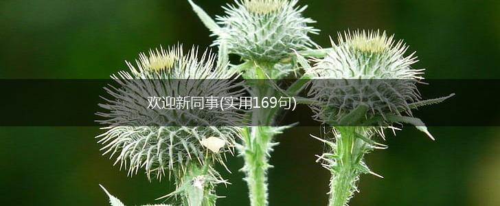 欢迎新同事(实用169句),第1张