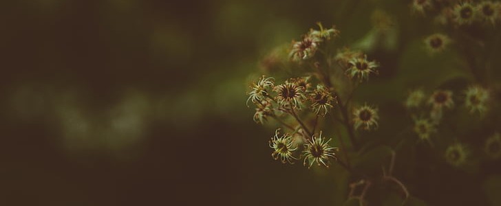 鲜花卡片简短表白语(实用210句),第2张