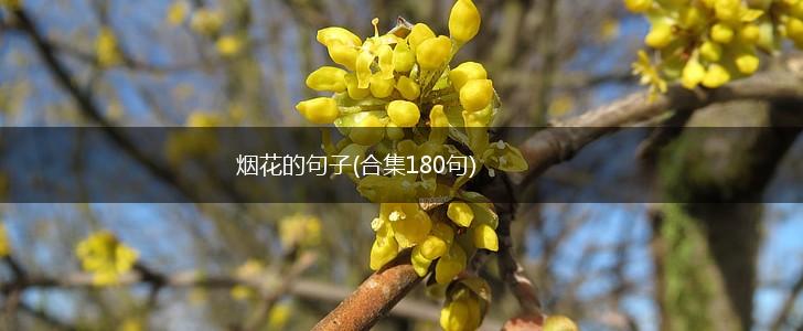 烟花的句子(合集180句),第1张