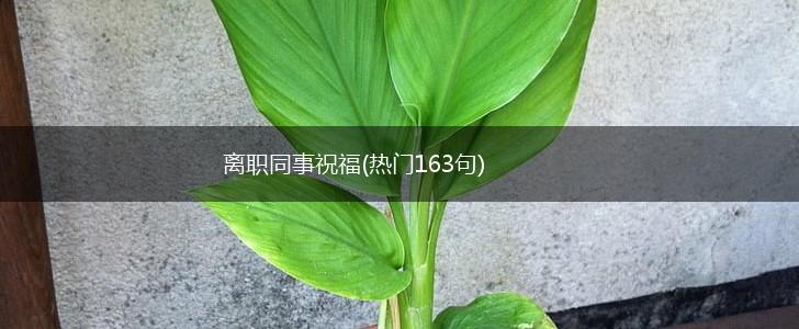 离职同事祝福(热门163句),第1张