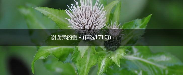 谢谢我的爱人(精选171句),第1张