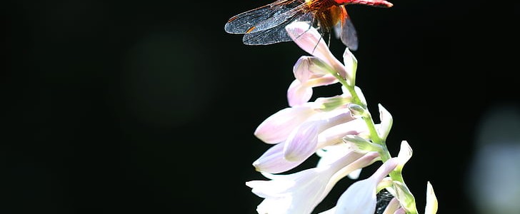 烟花的句子(合集180句),第3张