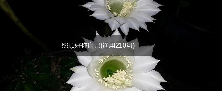 照顾好你自己(通用210句),第1张