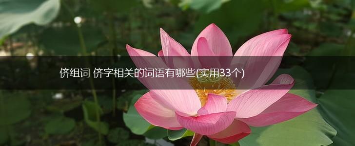 侪组词 侪字相关的词语有哪些(实用33个),第1张