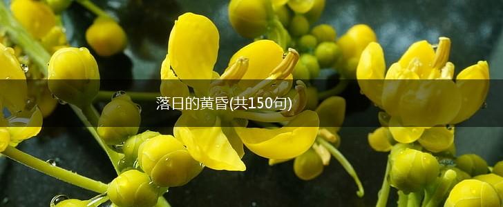 落日的黄昏(共150句),第1张