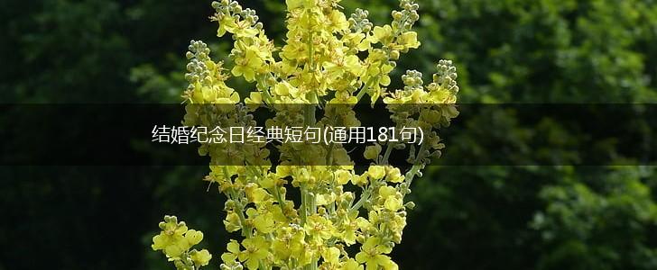 结婚纪念日经典短句(通用181句),第1张