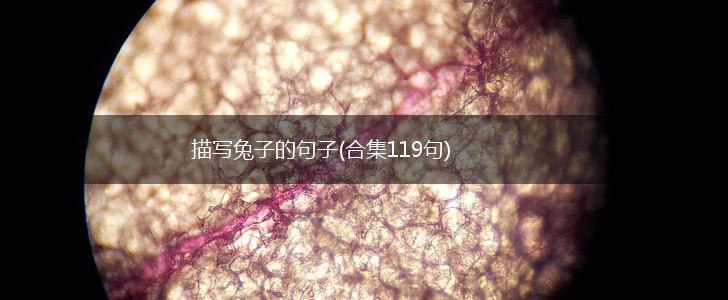 描写兔子的句子(合集119句),第1张