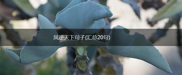 凤逆天下句子(汇总20句),第1张