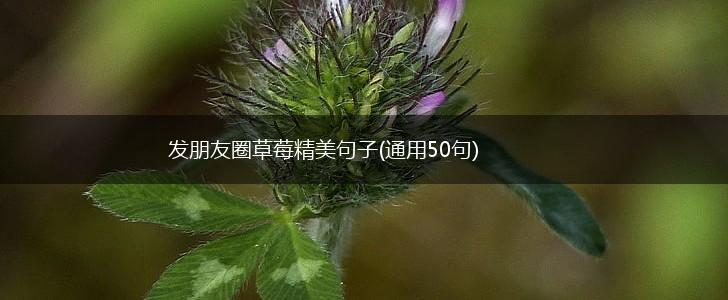 发朋友圈草莓精美句子(通用50句),第1张