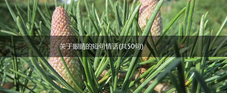 关于眼睛的短句情话(共50句),第1张