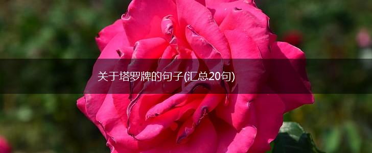 关于塔罗牌的句子(汇总20句),第1张