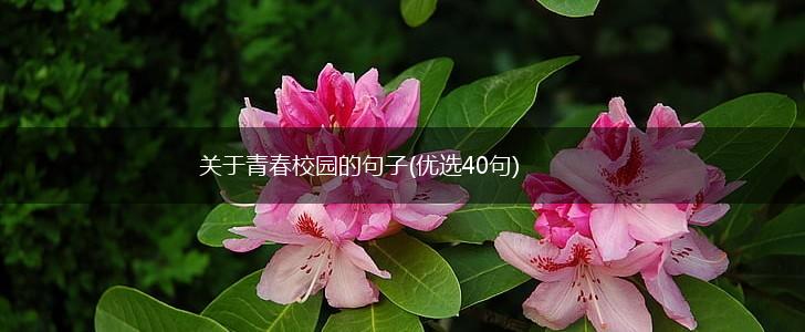 关于青春校园的句子(优选40句),第1张