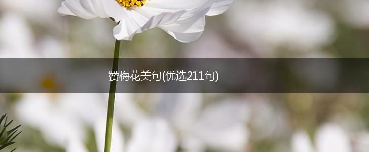 赞梅花美句(优选211句),第1张