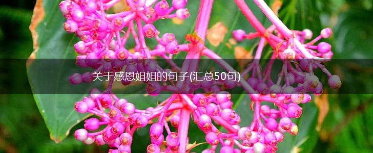 关于感恩姐姐的句子(汇总50句),第1张