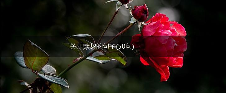 关于默契的句子(50句),第1张